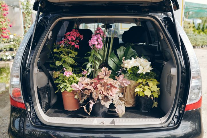 How To Transport Plants When Moving